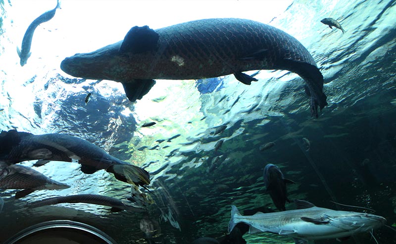 なかがわ水遊園